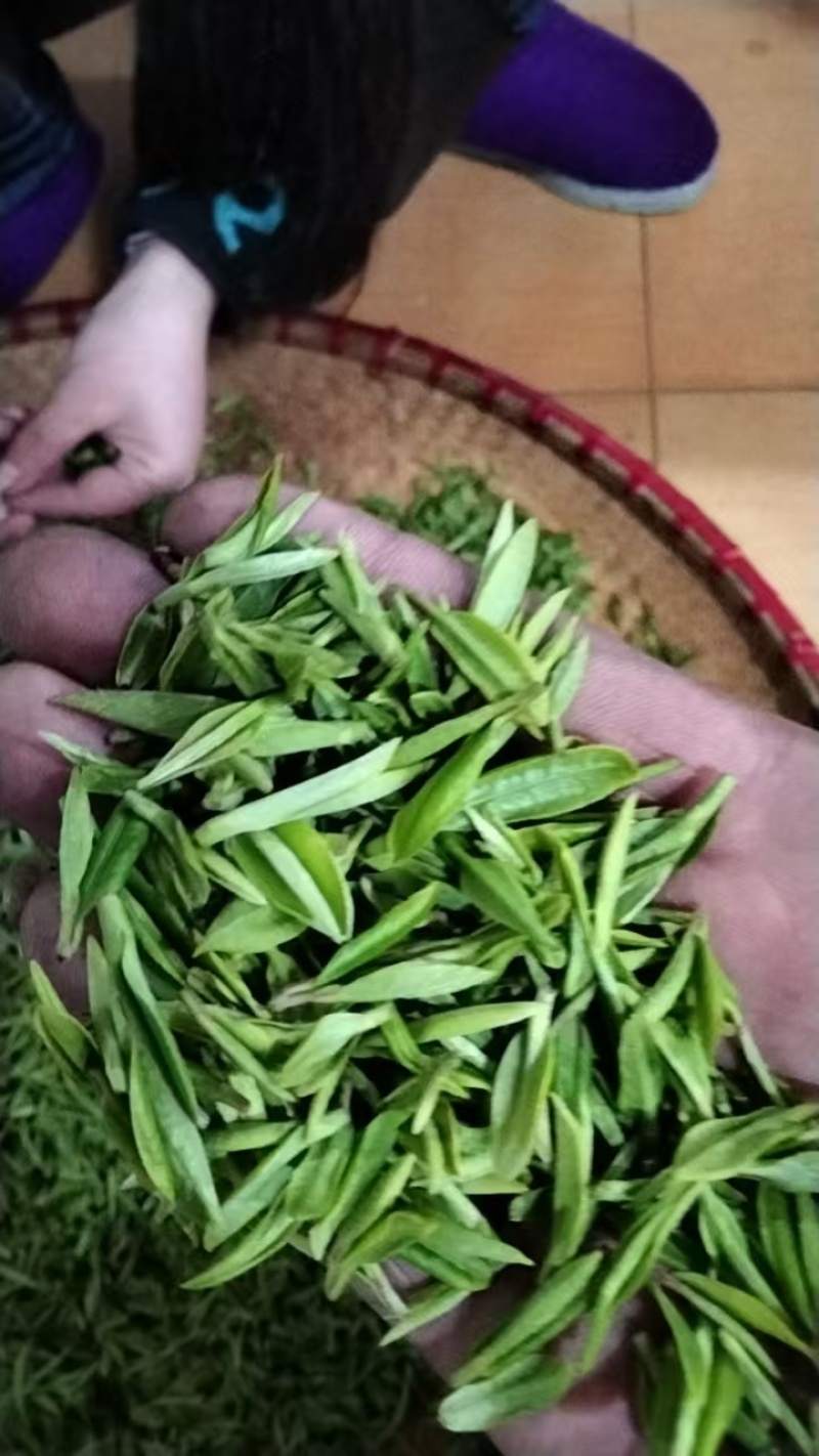 大山茶绿茶无农药，可以实地考察，