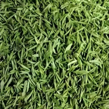 大山茶绿茶无农药，可以实地考察，