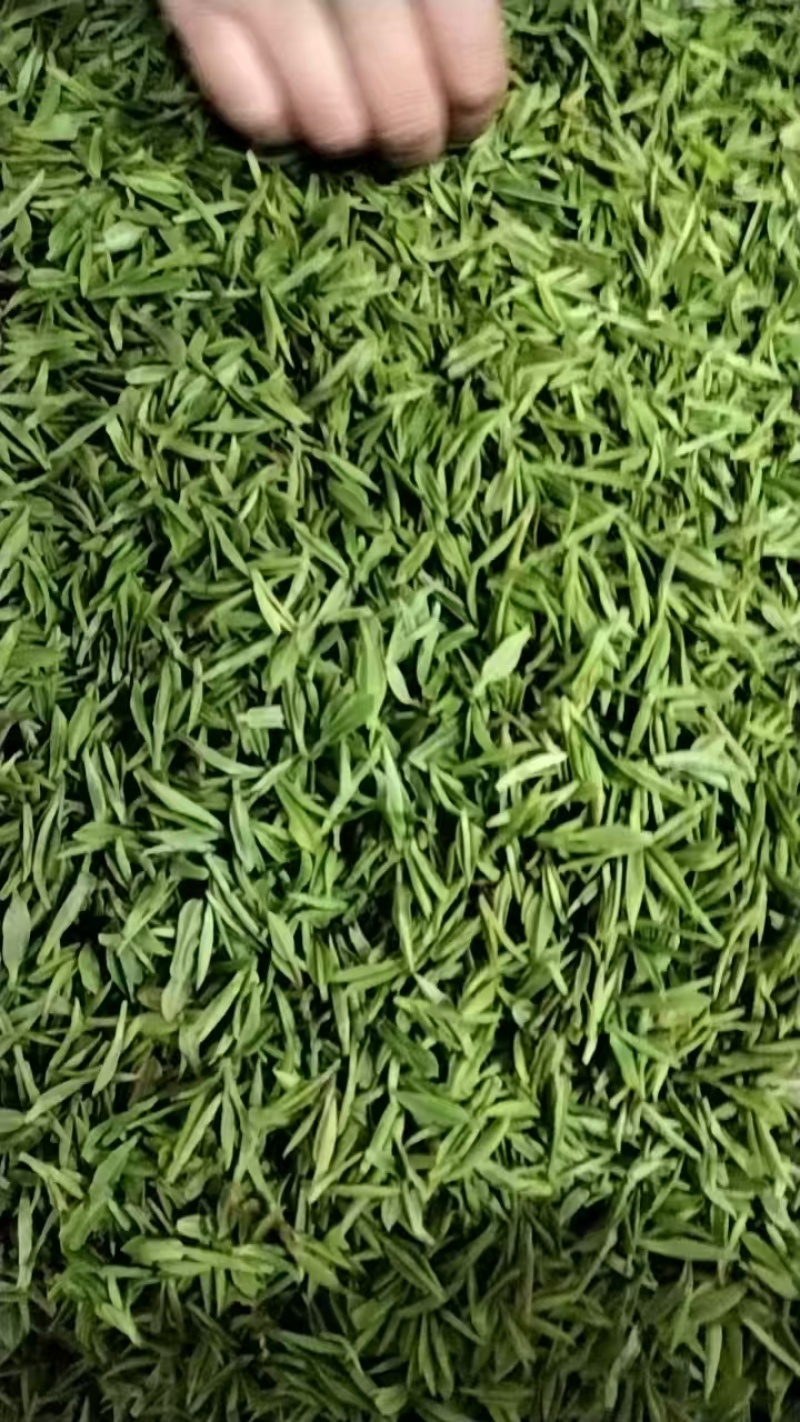 大山茶绿茶无农药，可以实地考察，