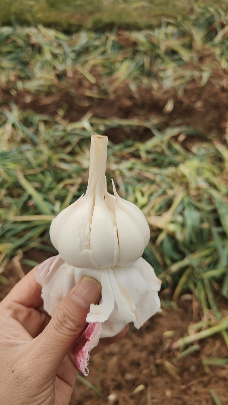紫皮大蒜