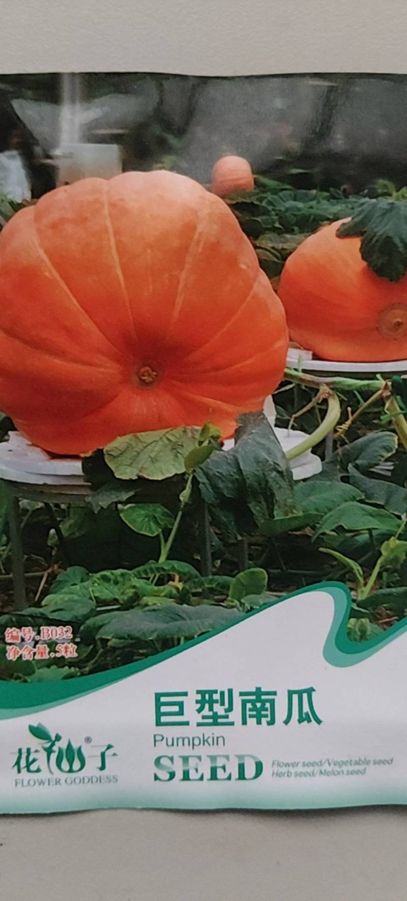 特大南瓜种子玩具南瓜一个能长到一两百斤的南瓜种子品种