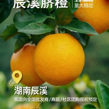 湖南辰溪脐橙100万斤预售下半年成熟欢迎咨询合作