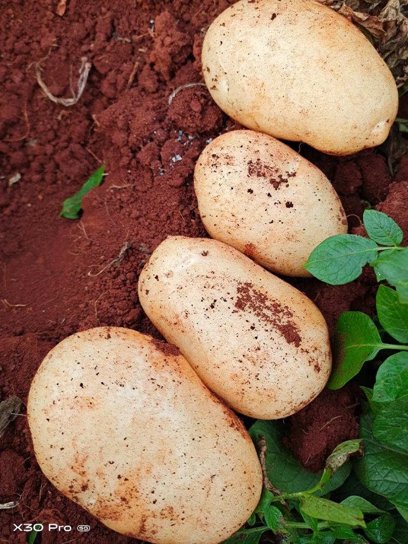 云南黄心洋芋土豆大量上市需要联系产地直发