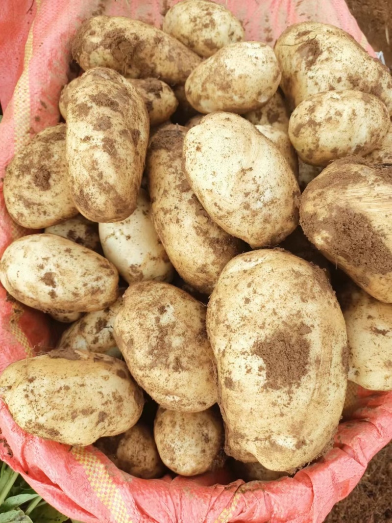 云南黄心洋芋土豆大量上市需要联系产地直发