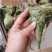 麻红豆腊肉粽