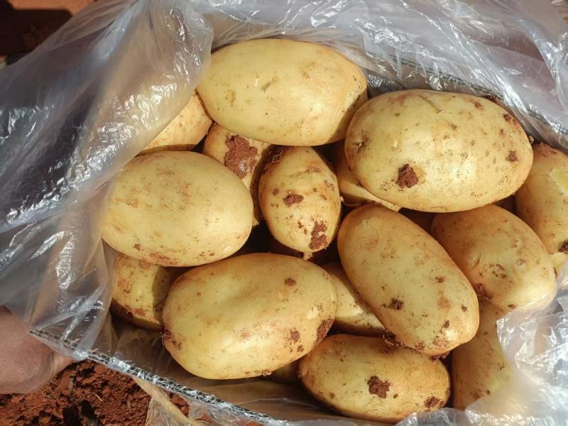 云南黄心洋芋土豆大量上市需要联系产地直发
