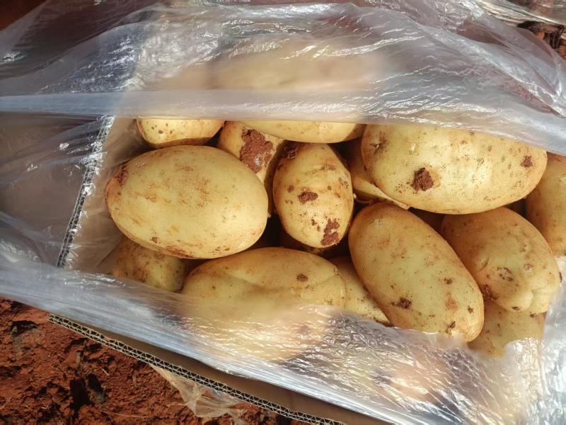 云南黄心洋芋土豆大量上市需要联系产地直发