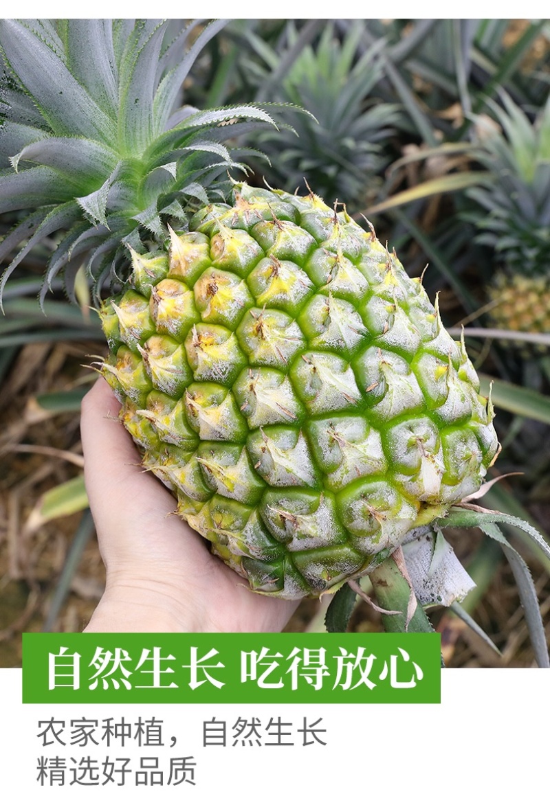 专业做【电商一件代发】海南金钻凤梨全网比质量可包售后！