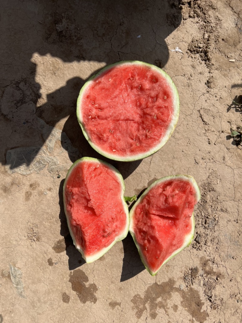西双版纳麒麟无籽西瓜
