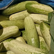 云南高山产水果小黄瓜（水果蔬菜两用，基地种植，基地直批）
