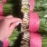 红根大叶韭菜