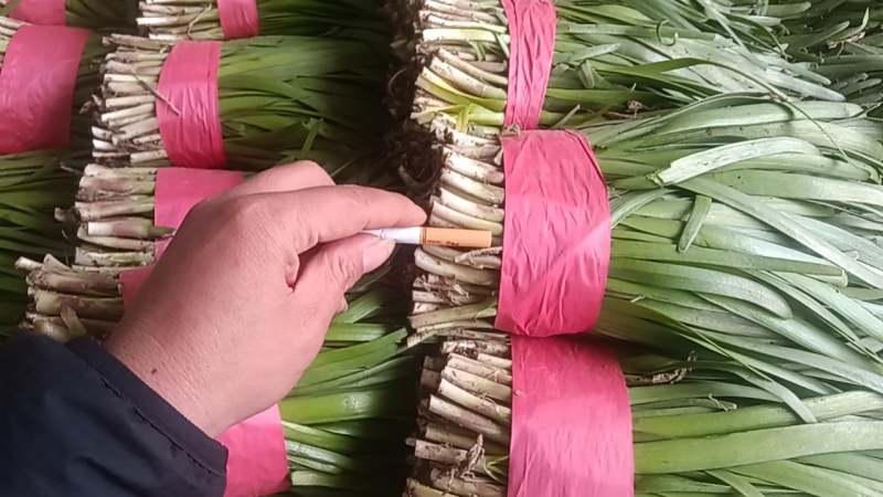 红根大叶韭菜