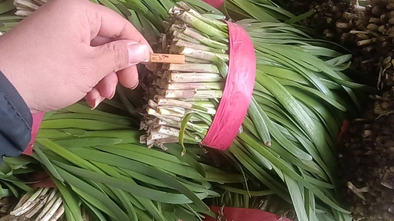 红根大叶韭菜