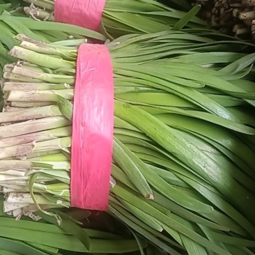 红根大叶韭菜
