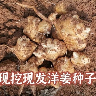 河北精品菊芋，，现挖现发，货源充足