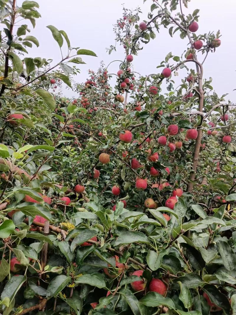 卖苹果