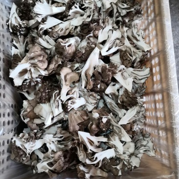 工厂化种植有机舞茸，可供货切块精品！