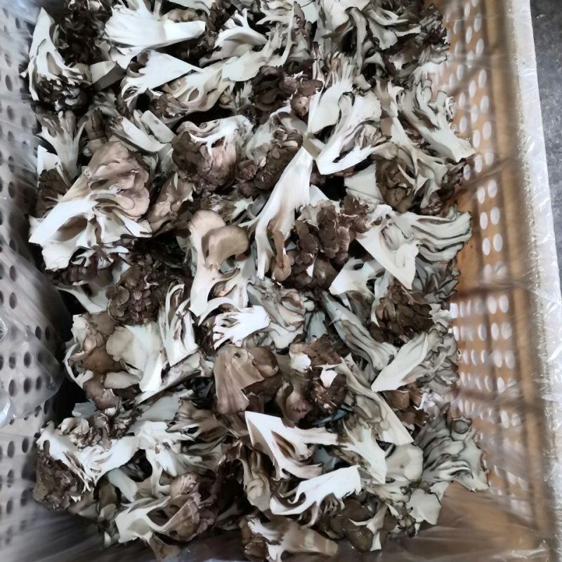 工厂化种植有机舞茸，可供货切块精品！