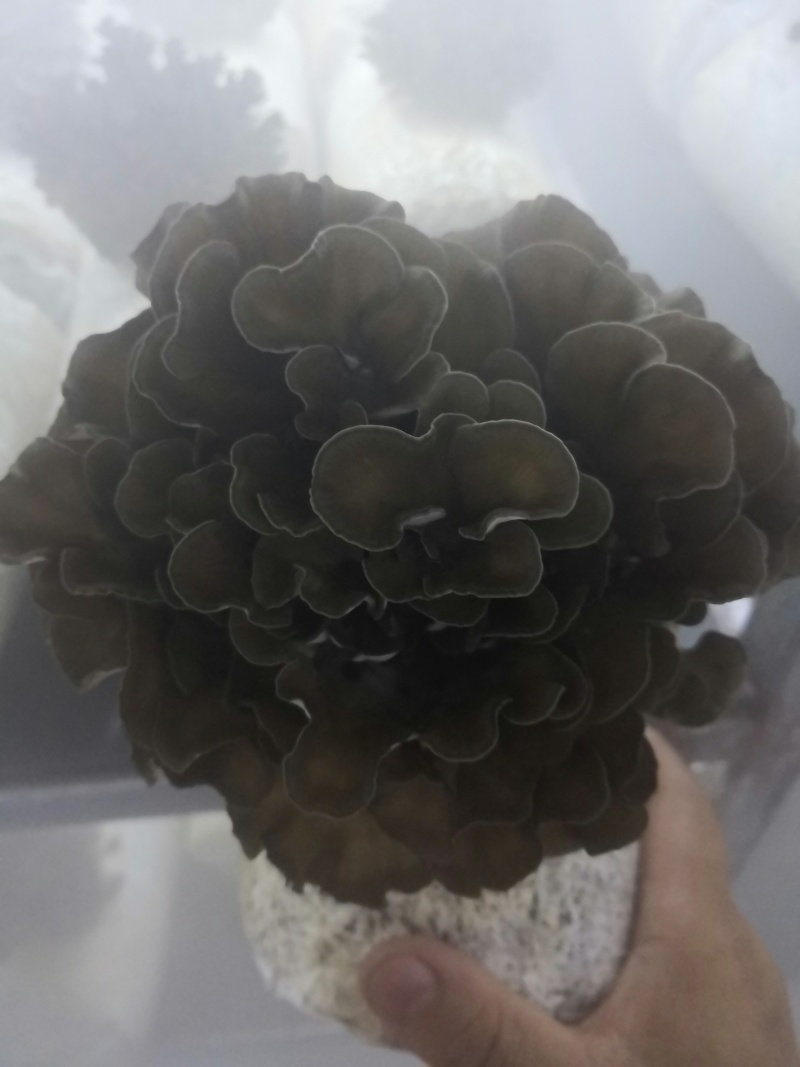 工厂化种植有机舞茸，可供货切块精品！