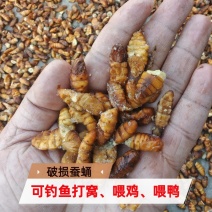 破损蚕蛹可喂鸡喂鸭动物饲料
