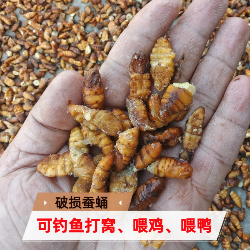 破损蚕蛹可喂鸡喂鸭动物饲料