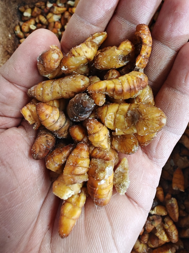 破损蚕蛹可喂鸡喂鸭动物饲料