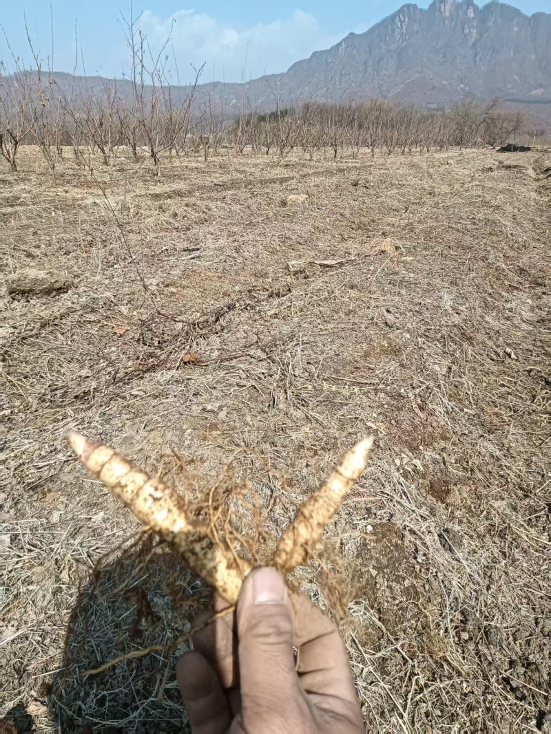 东北黄精，鸡头黄精种苗，高产，耐寒，视频看货，一手货源
