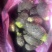 大量供应荔浦芋头芋仔