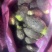 大量供应荔浦芋头芋仔