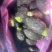 大量供应荔浦芋头芋仔