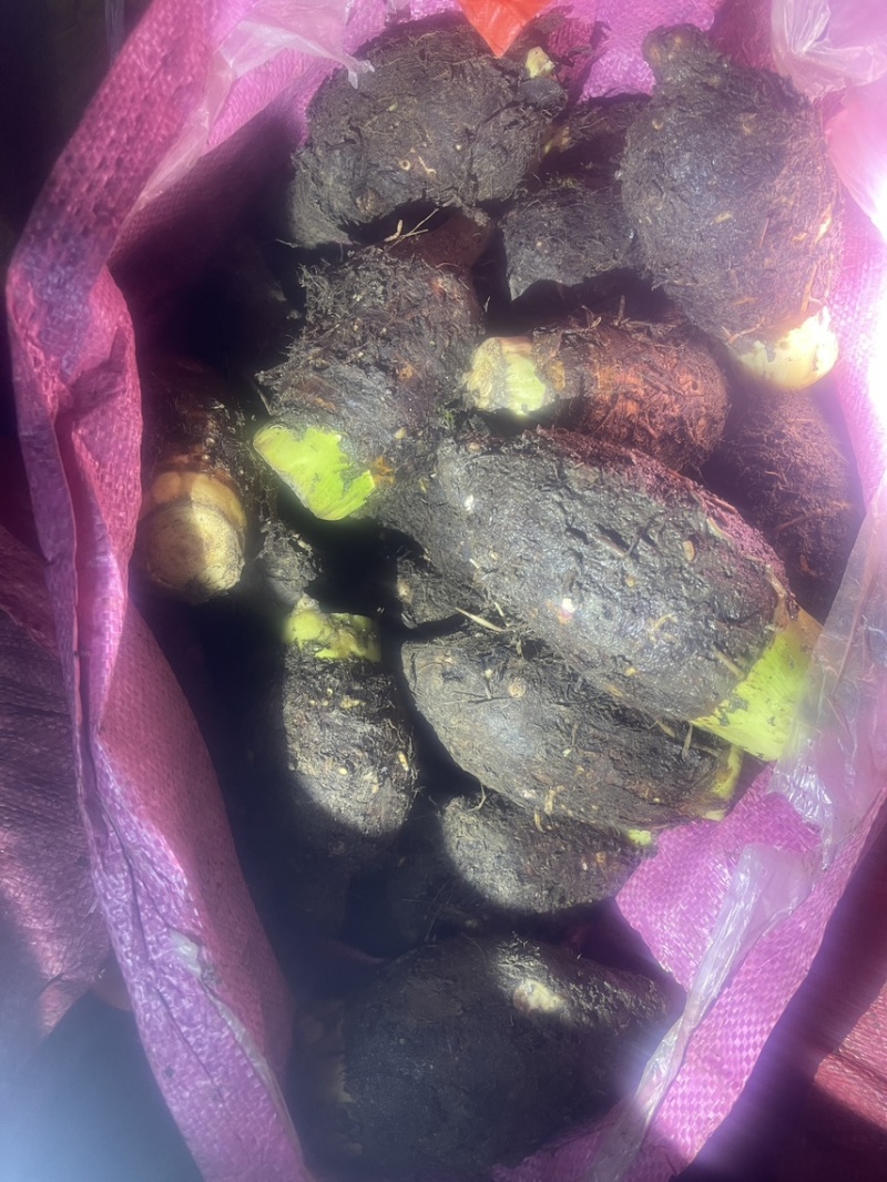 大量供应荔浦芋头芋仔