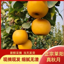 产地直发正宗莱阳秋月梨脆甜多汁对接商超团购电商代收代发
