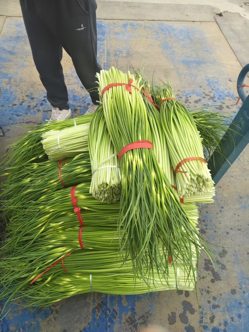 河南精品白帽蒜薹需要联系