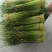 河南精品白帽蒜薹需要联系