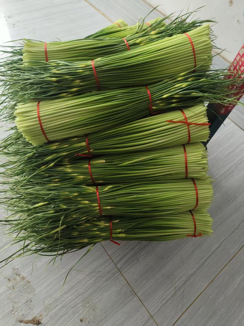 河南精品白帽蒜薹需要联系