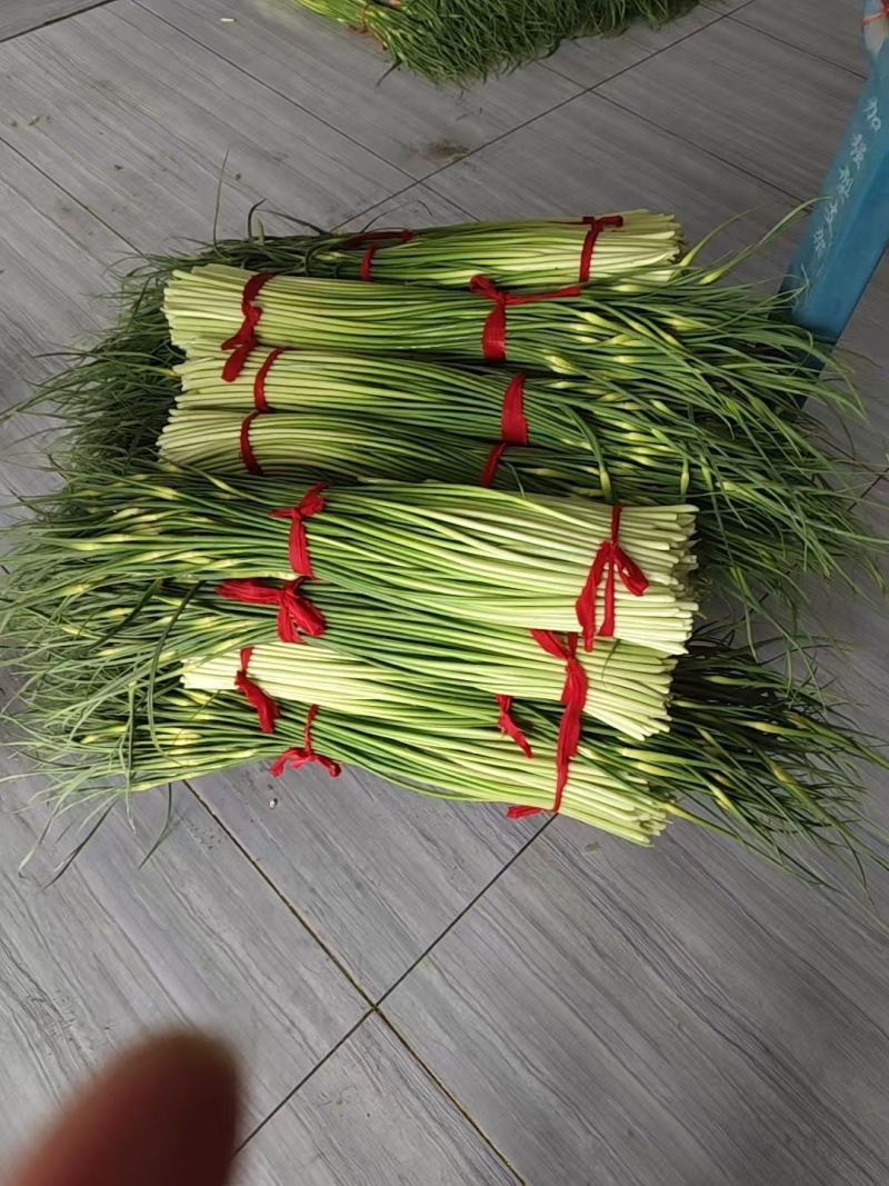 河南精品白帽蒜薹需要联系