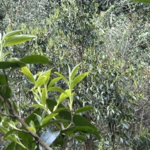 出售野生大树茶