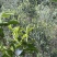 出售野生大树茶