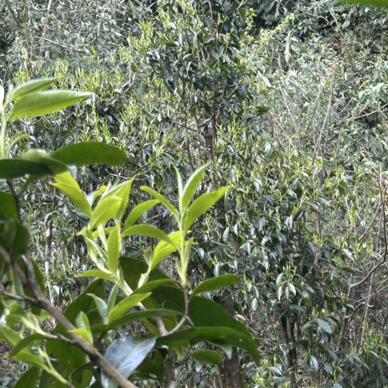 出售野生大树茶