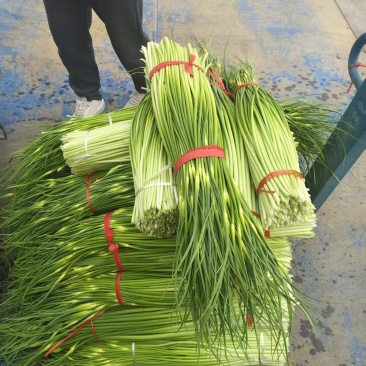 河南精品白帽蒜薹需要联系