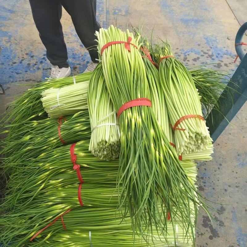 河南精品白帽蒜薹需要联系