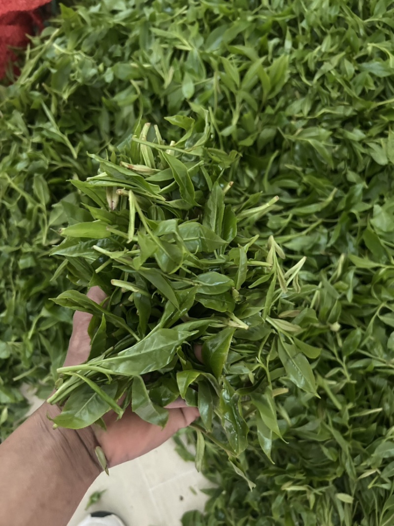 出售野生大树茶