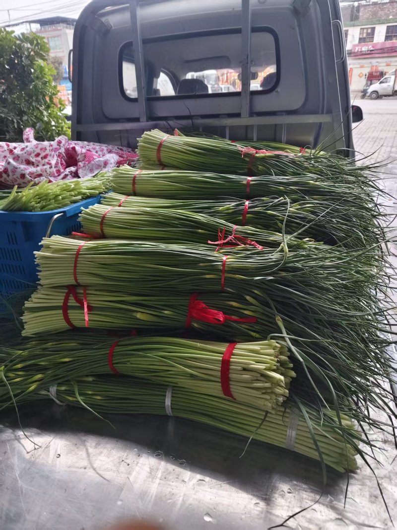 河南**上市白帽蒜薹