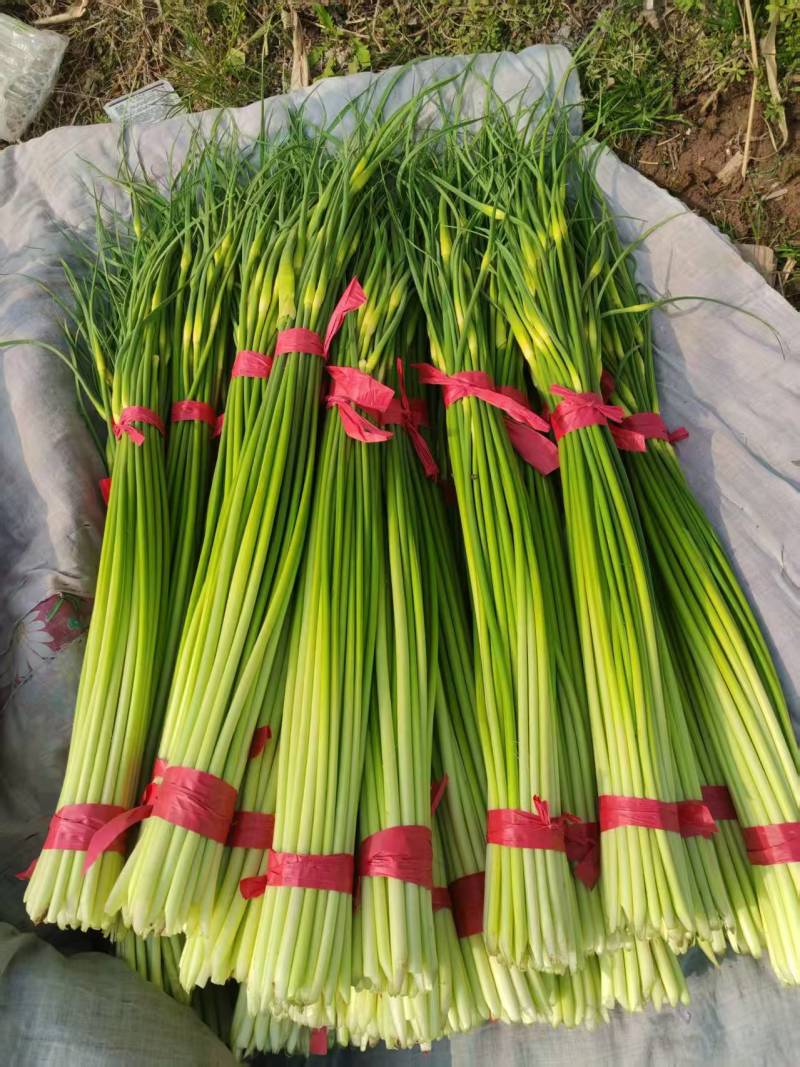 河南**上市白帽蒜薹
