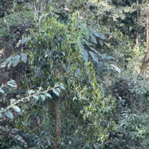 出售野生大树茶