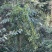 出售野生大树茶
