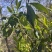出售野生大树茶