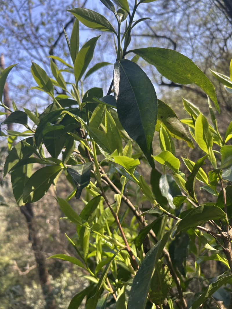 出售野生大树茶