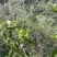 出售野生大树茶