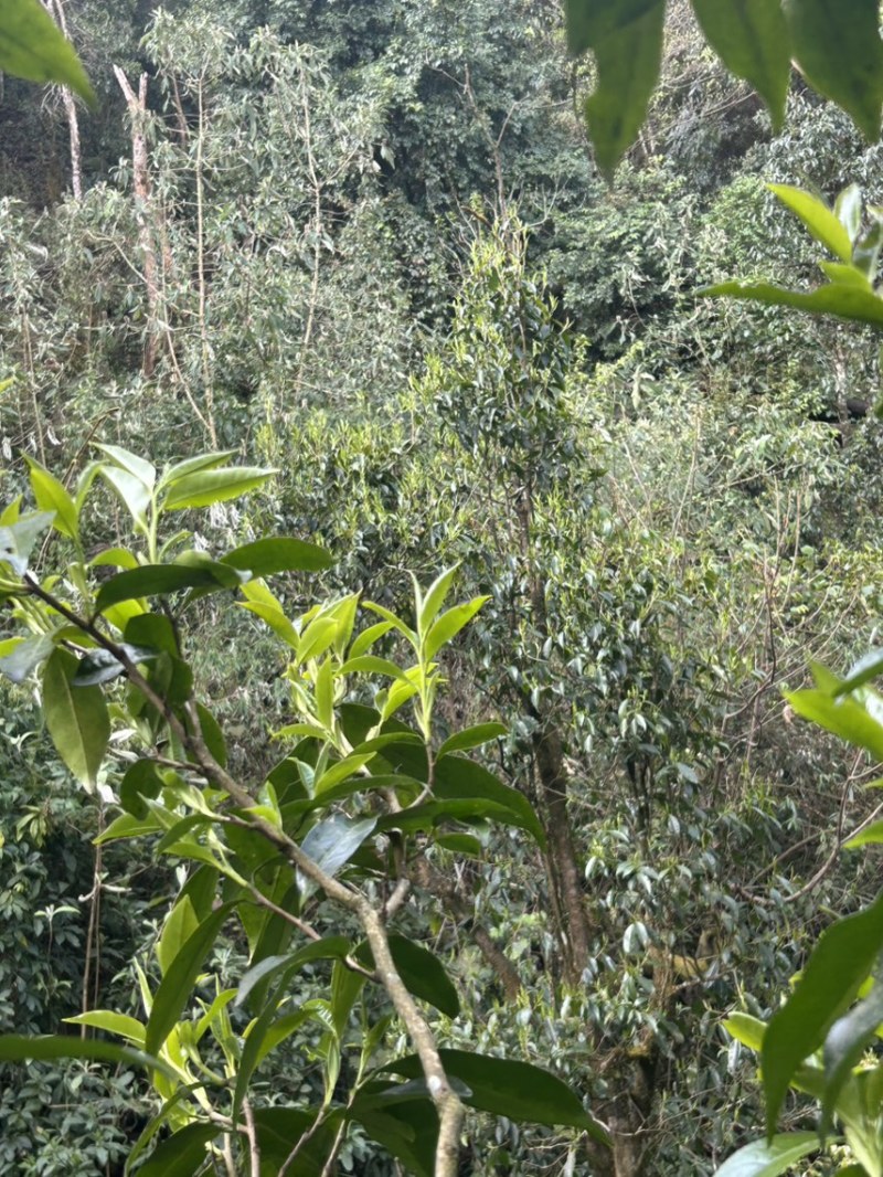 出售野生大树茶